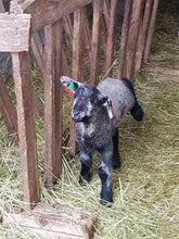 Last inn bildet i Galleri-visningsprogrammet, Omvising